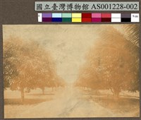 藏品(帛琉 Palau 的芒果行道樹)的圖片